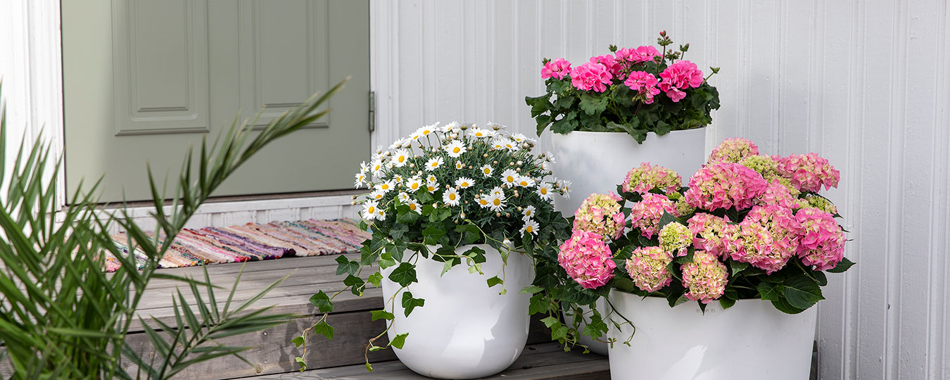 Interiør- og blomsterbilde med klikkbare elementer